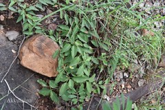 Tylophora fasciculata